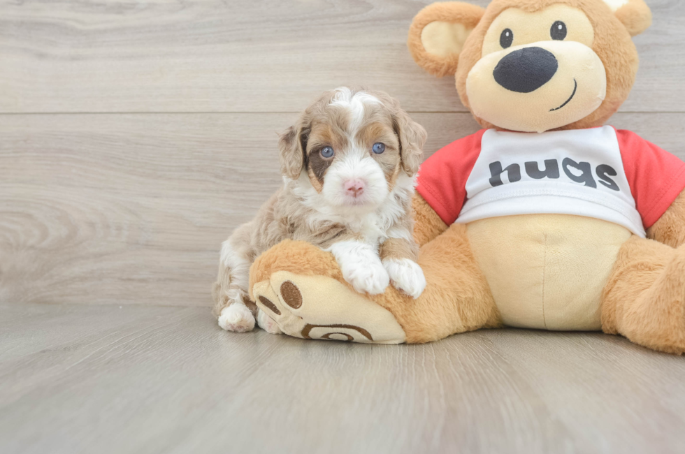 5 week old Mini Aussiedoodle Puppy For Sale - Florida Fur Babies