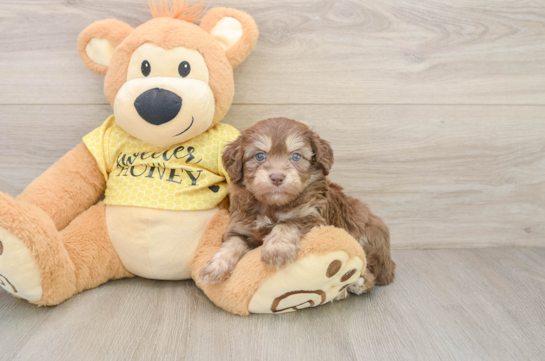 Funny Mini Aussiedoodle Poodle Mix Pup