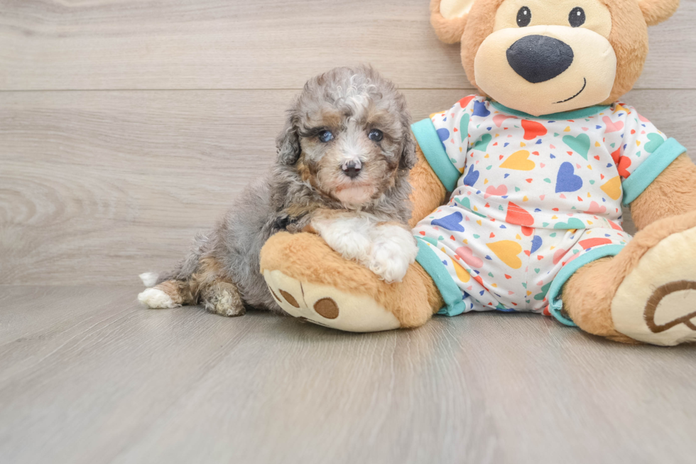 Mini Aussiedoodle Puppy for Adoption