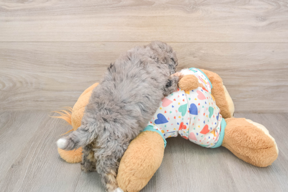 Energetic Aussiepoo Poodle Mix Puppy