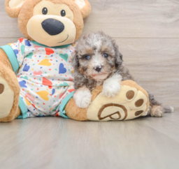 7 week old Mini Aussiedoodle Puppy For Sale - Florida Fur Babies