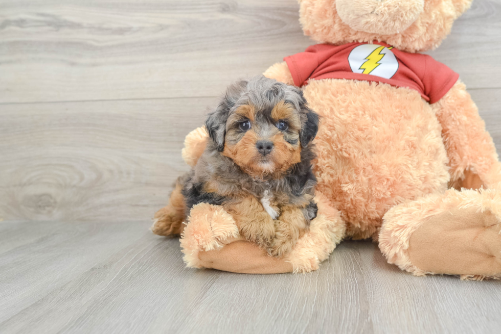 Mini Aussiedoodle Pup Being Cute