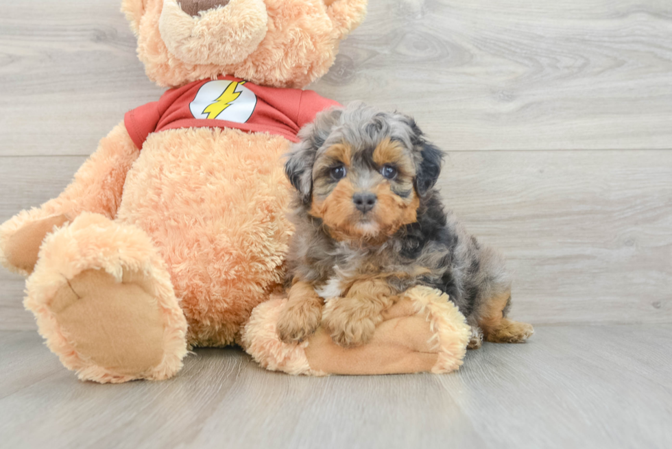 Mini Aussiedoodle Pup Being Cute