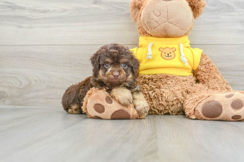 6 week old Mini Aussiedoodle Puppy For Sale - Florida Fur Babies