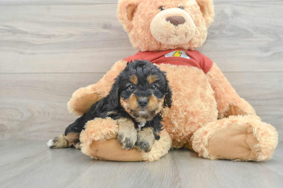 6 week old Mini Aussiedoodle Puppy For Sale - Florida Fur Babies