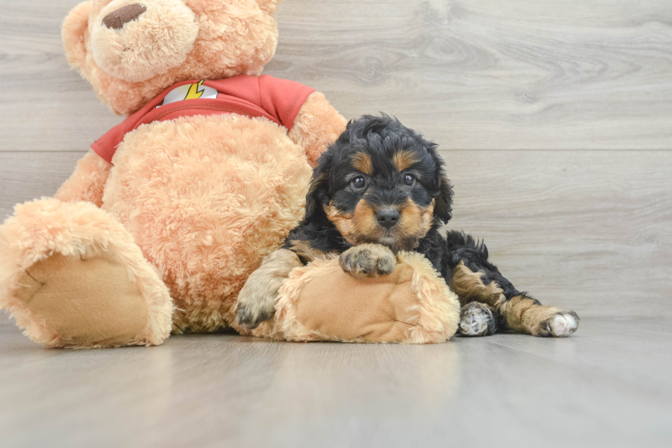 Friendly Mini Aussiedoodle Baby