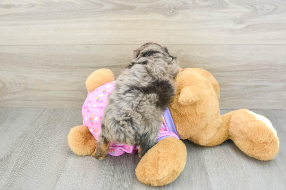 Mini Aussiedoodle Puppy for Adoption