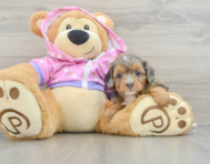 7 week old Mini Aussiedoodle Puppy For Sale - Florida Fur Babies