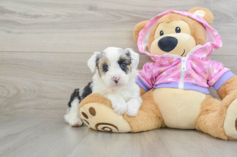 5 week old Mini Aussiedoodle Puppy For Sale - Florida Fur Babies