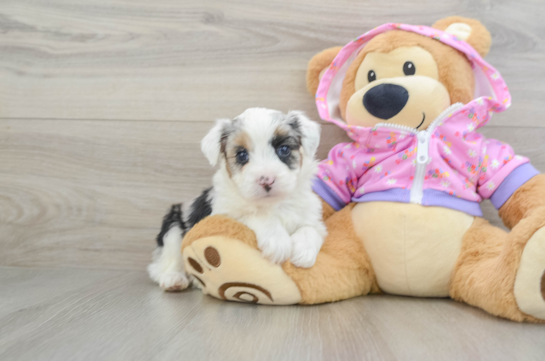 Mini Aussiedoodle Pup Being Cute