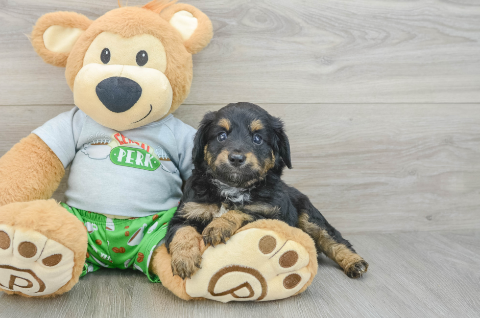 6 week old Mini Aussiedoodle Puppy For Sale - Florida Fur Babies