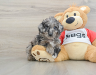 6 week old Mini Aussiedoodle Puppy For Sale - Florida Fur Babies