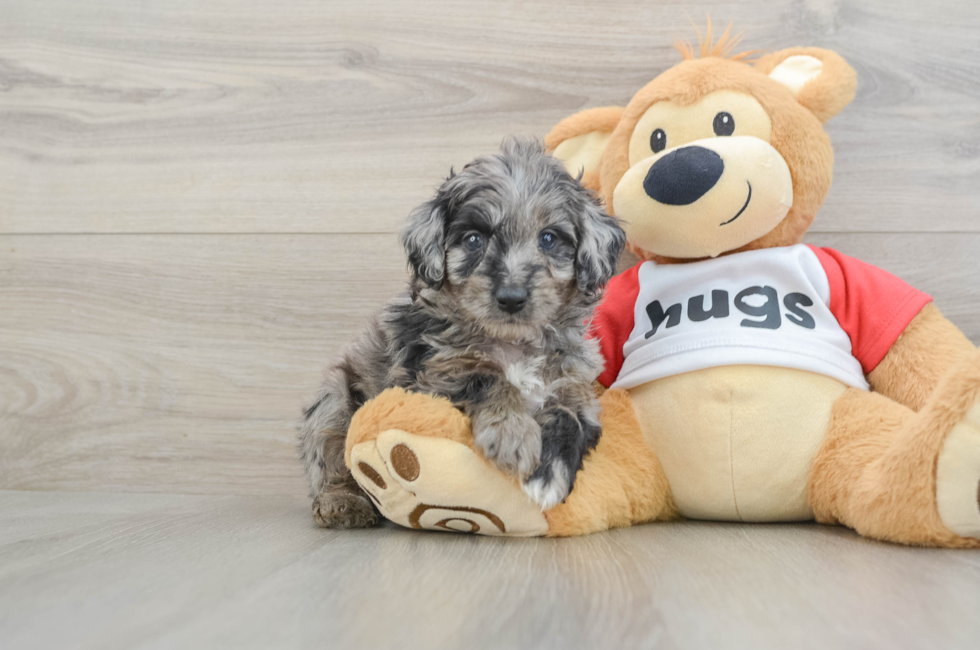 5 week old Mini Aussiedoodle Puppy For Sale - Florida Fur Babies
