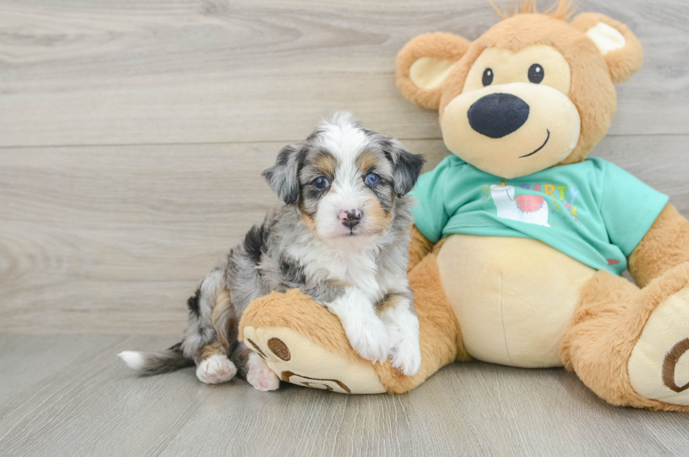 5 week old Mini Aussiedoodle Puppy For Sale - Florida Fur Babies