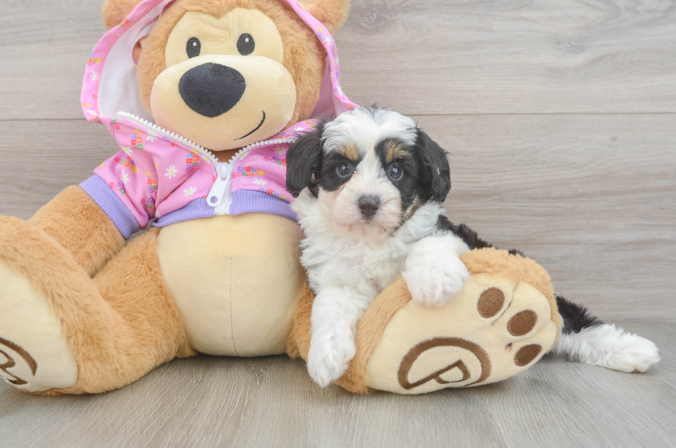 5 week old Mini Aussiedoodle Puppy For Sale - Florida Fur Babies