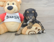 7 week old Mini Aussiedoodle Puppy For Sale - Florida Fur Babies