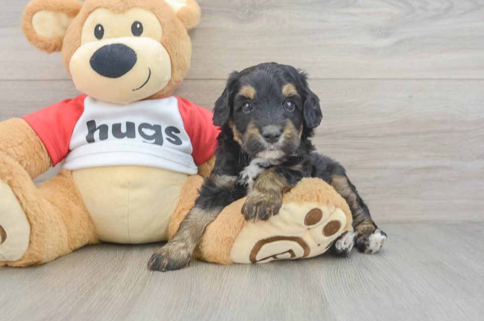5 week old Mini Aussiedoodle Puppy For Sale - Florida Fur Babies