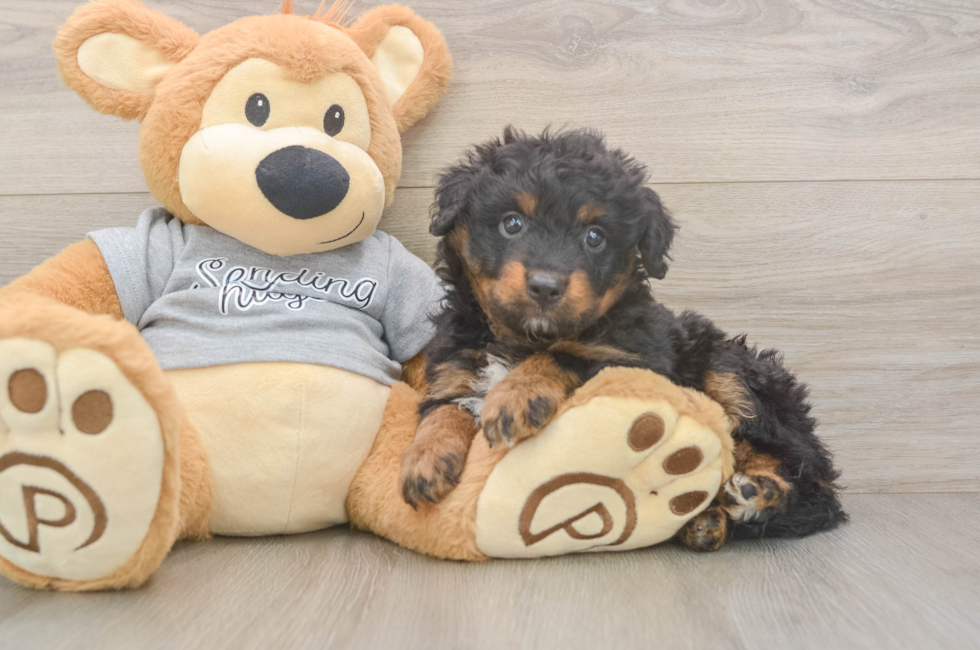 6 week old Mini Aussiedoodle Puppy For Sale - Florida Fur Babies