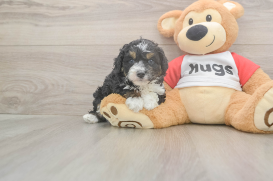 5 week old Mini Aussiedoodle Puppy For Sale - Florida Fur Babies Mini Aussiedoodle Puppy for Adoption