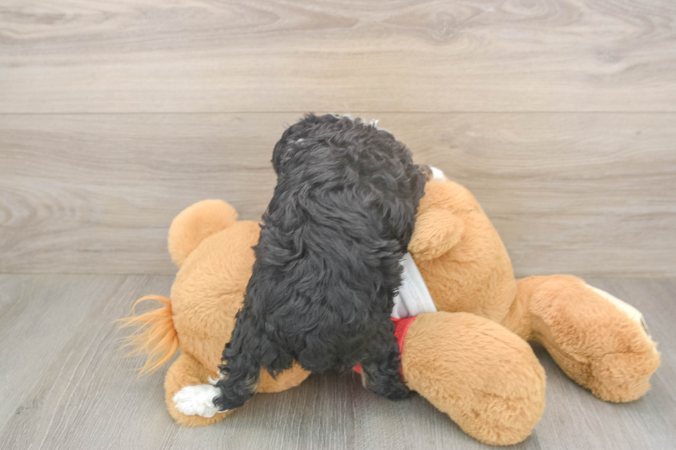 Meet Dapper - our Mini Aussiedoodle Puppy Photo  3/3 - Florida Fur Babies Happy Mini Aussiedoodle Baby