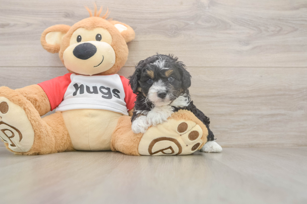 Meet Dapper - our Mini Aussiedoodle Puppy Photo  2/3 - Florida Fur Babies Sweet Mini Aussiedoodle Baby