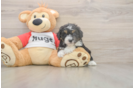 Meet Dapper - our Mini Aussiedoodle Puppy Photo  2/3 - Florida Fur Babies Sweet Mini Aussiedoodle Baby