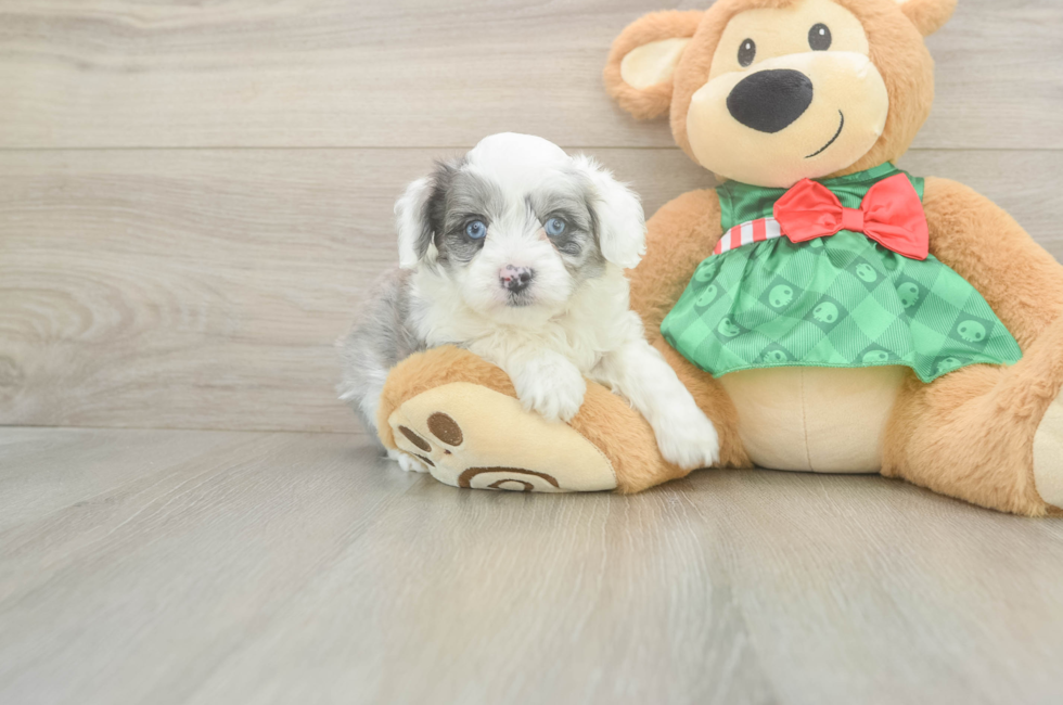5 week old Mini Aussiedoodle Puppy For Sale - Florida Fur Babies