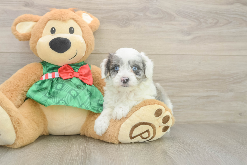 Mini Aussiedoodle Puppy for Adoption