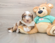 5 week old Mini Aussiedoodle Puppy For Sale - Florida Fur Babies