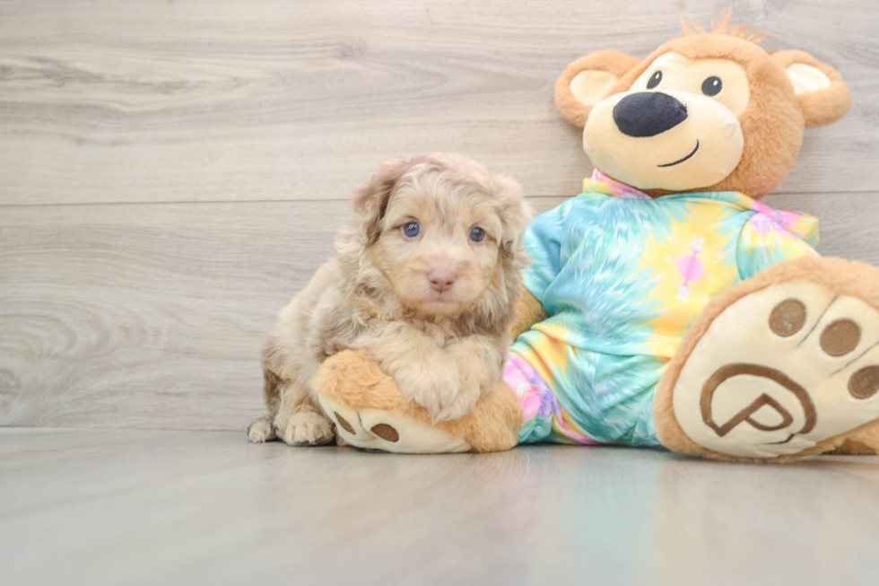 Little Mini Aussiepoo Poodle Mix Puppy