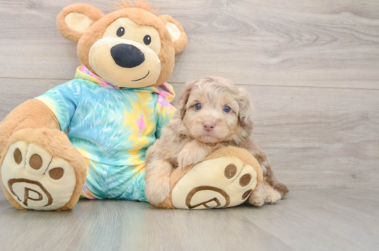 Small Mini Aussiedoodle Baby