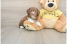 Funny Mini Aussiedoodle Poodle Mix Pup