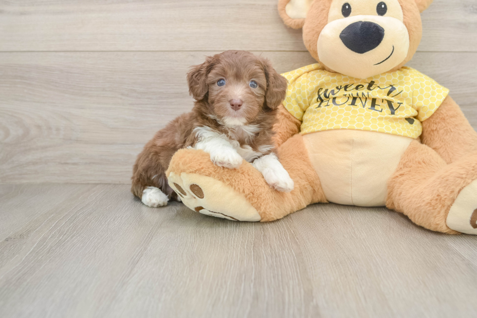 Funny Mini Aussiedoodle Poodle Mix Pup