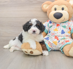 6 week old Mini Aussiedoodle Puppy For Sale - Florida Fur Babies