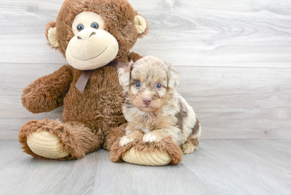 Meet Dapper - our Mini Aussiedoodle Puppy Photo 1/3 - Florida Fur Babies
