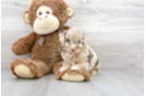 Meet Dapper - our Mini Aussiedoodle Puppy Photo 1/3 - Florida Fur Babies