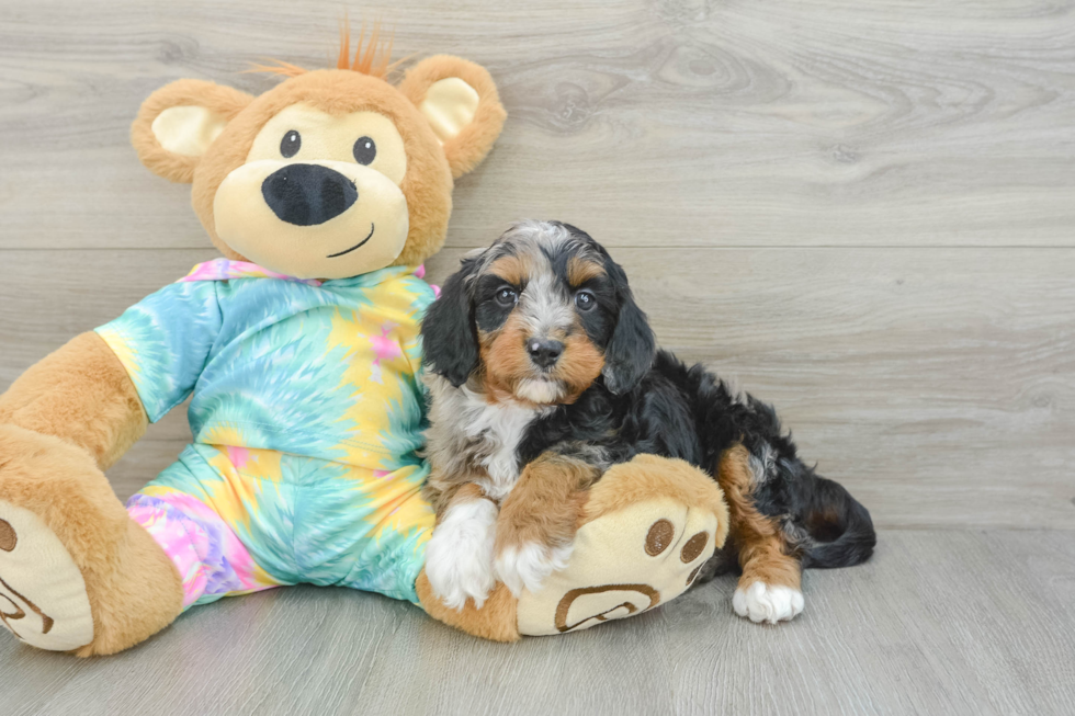 Funny Mini Aussiedoodle Poodle Mix Pup