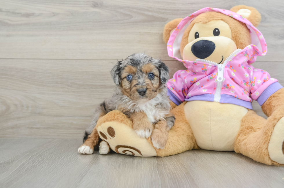 5 week old Mini Aussiedoodle Puppy For Sale - Florida Fur Babies