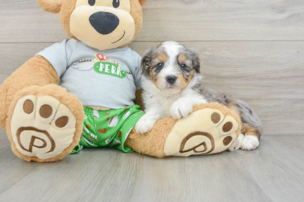 6 week old Mini Aussiedoodle Puppy For Sale - Florida Fur Babies