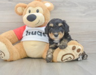 7 week old Mini Aussiedoodle Puppy For Sale - Florida Fur Babies