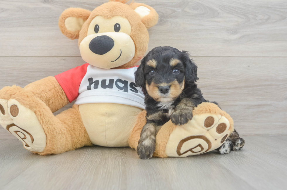 5 week old Mini Aussiedoodle Puppy For Sale - Florida Fur Babies