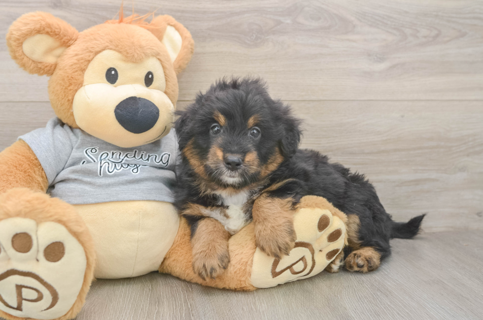 6 week old Mini Aussiedoodle Puppy For Sale - Florida Fur Babies