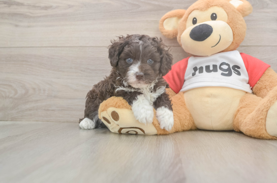 5 week old Mini Aussiedoodle Puppy For Sale - Florida Fur Babies Mini Aussiedoodle Pup Being Cute