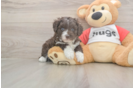 Meet Daz - our Mini Aussiedoodle Puppy Photo  1/3 - Florida Fur Babies Mini Aussiedoodle Pup Being Cute