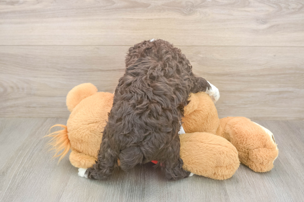 Meet Daz - our Mini Aussiedoodle Puppy Photo  3/3 - Florida Fur Babies Playful Mini Aussiepoodle Poodle Mix Puppy