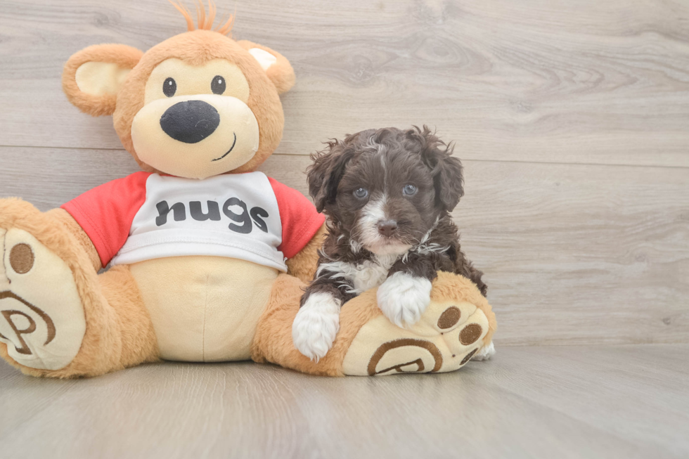 Meet Daz - our Mini Aussiedoodle Puppy Photo  2/3 - Florida Fur Babies Mini Aussiedoodle Pup Being Cute