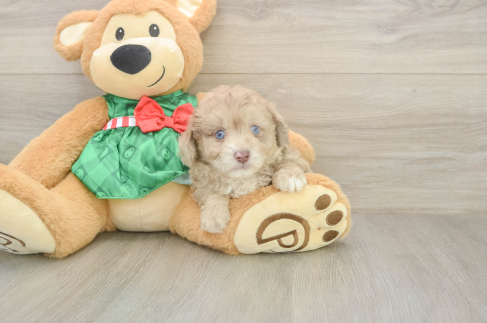5 week old Mini Aussiedoodle Puppy For Sale - Florida Fur Babies