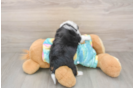 Mini Aussiedoodle Pup Being Cute