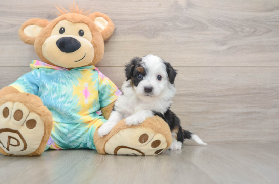 Mini Aussiedoodle Puppy for Adoption