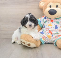 7 week old Mini Aussiedoodle Puppy For Sale - Florida Fur Babies